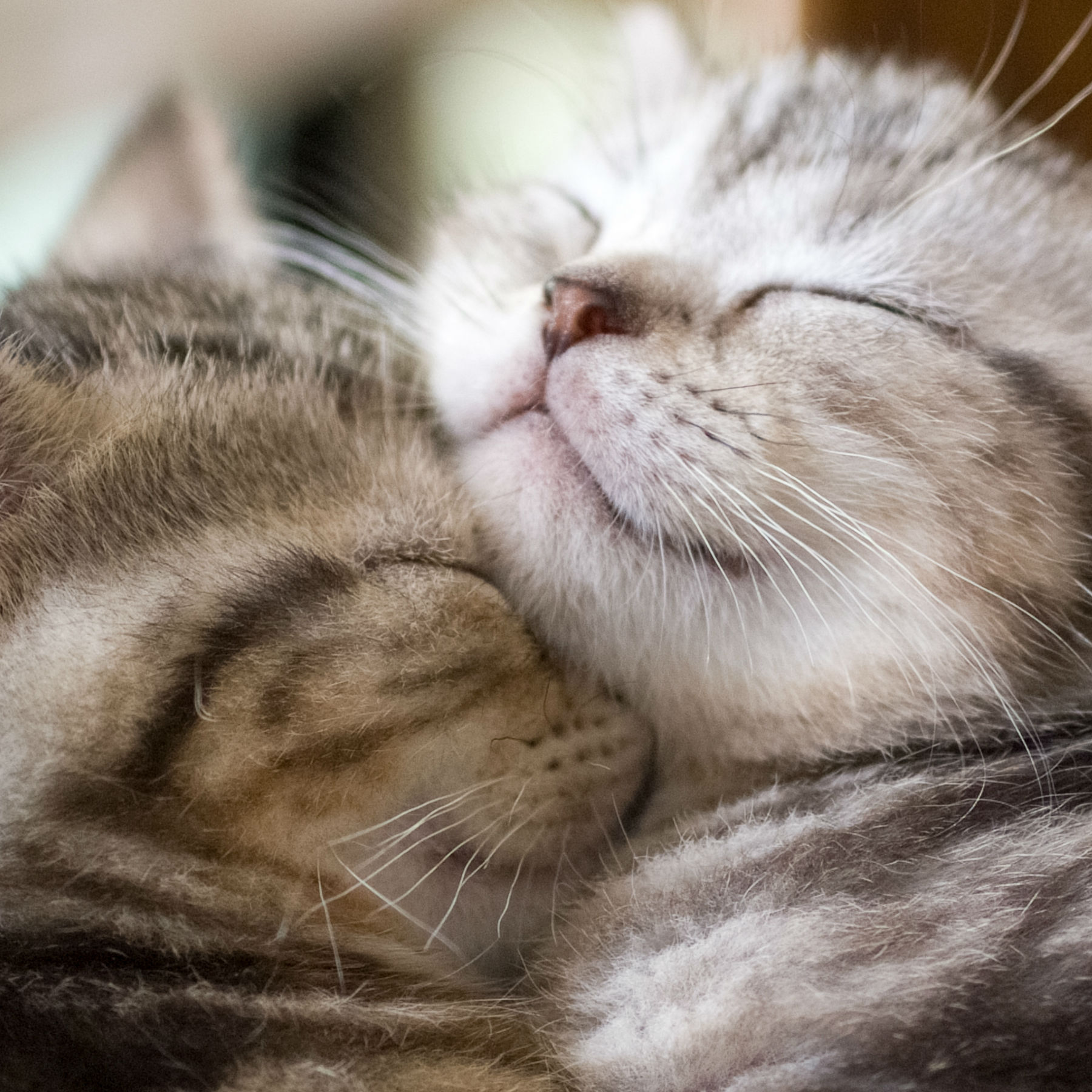 介護現場における動物効果 ｜ 介護をもっと好きになる情報サイト「きら 