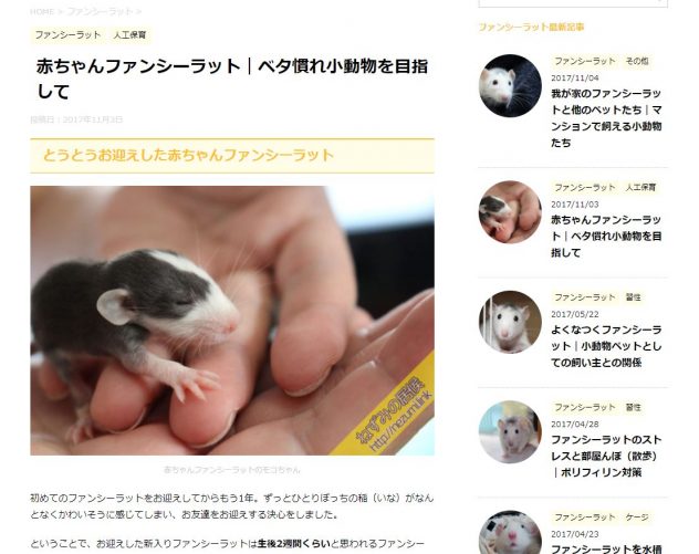 赤ちゃんファンシーラットベタ慣れ小動物を目指して