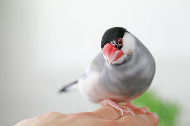 介護ワークの疲れも吹き飛びそう 心を癒やす鳥さんと出会えるブログ特集