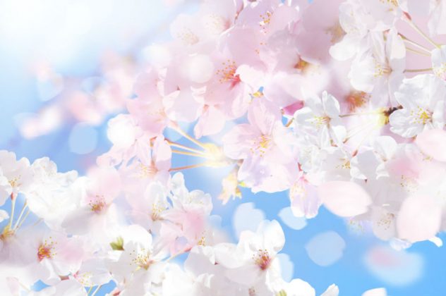 春といえばお花見 介護士仲間や家族と訪れたくなる桜スポット特集