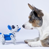 介護ロボットや動物の力を借りて介護をサポートする3つのグループ